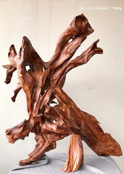 Đại bàng tung cánh